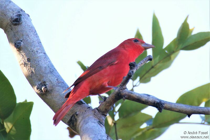 Summer Tanager