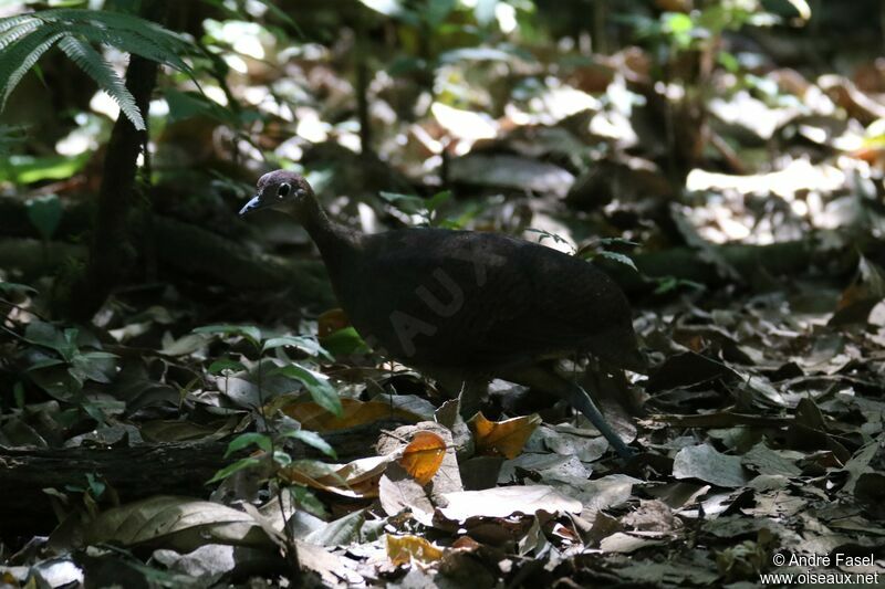 Little Tinamou