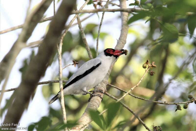 Masked Tityra