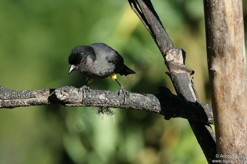 Yellow-thighed Brushfinch