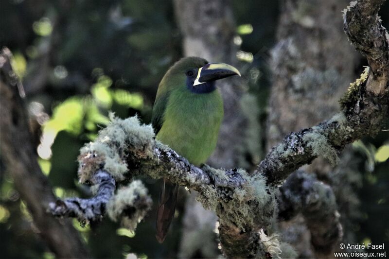 Toucanet à gorge bleue