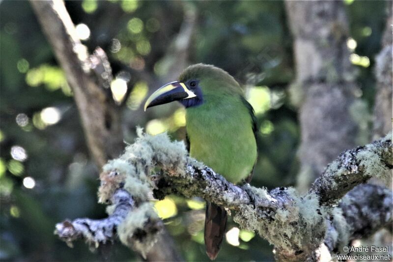 Toucanet à gorge bleue