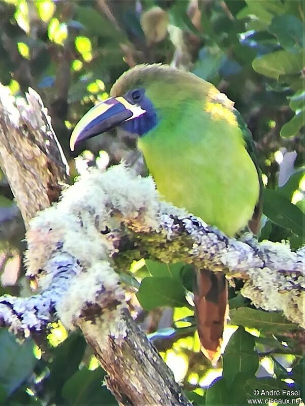 Toucanet à gorge bleue