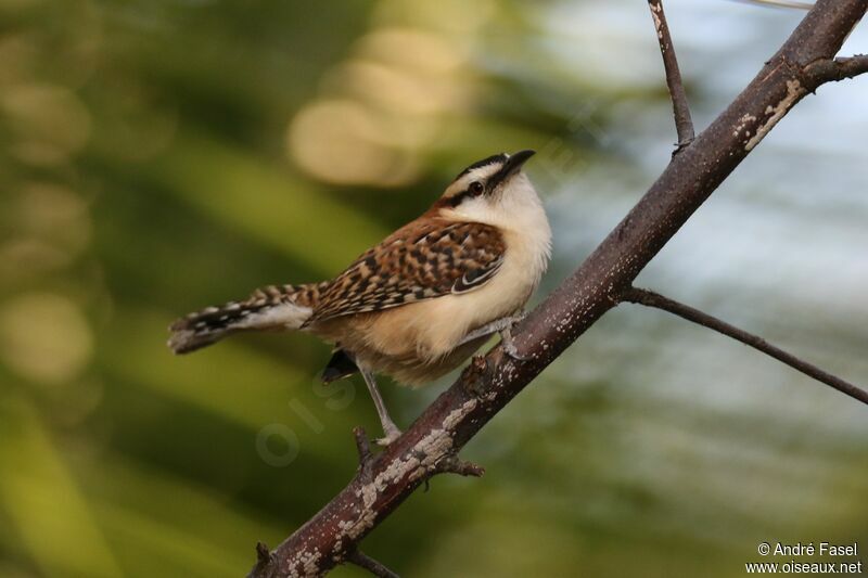 Veracruz Wren