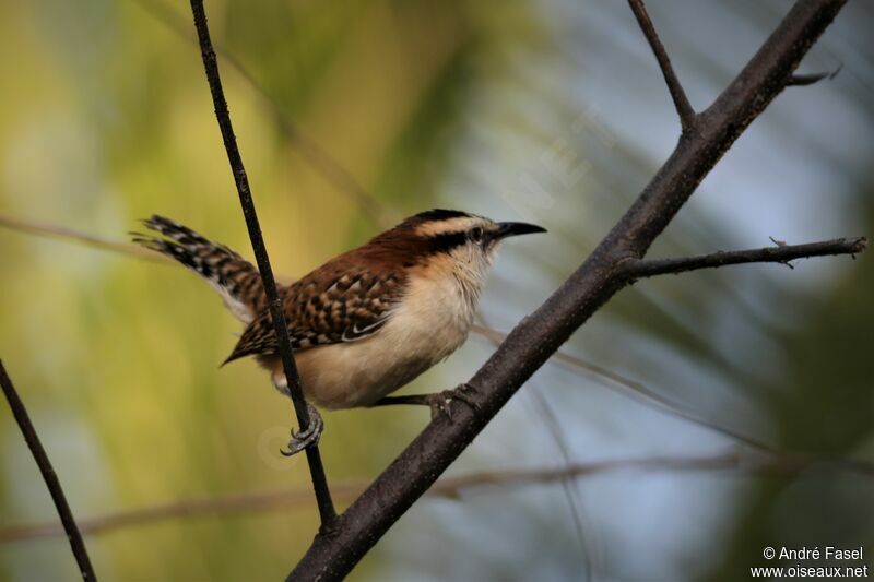 Veracruz Wren