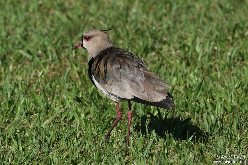 Southern Lapwing