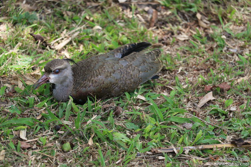 Vanneau téroimmature