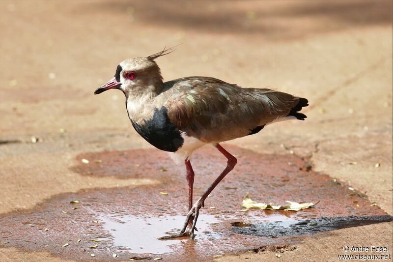 Southern Lapwing