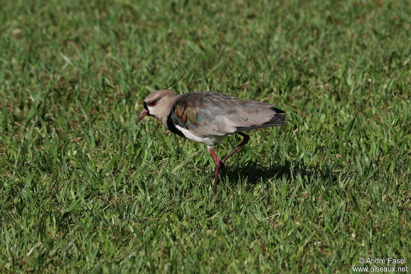 Southern Lapwing