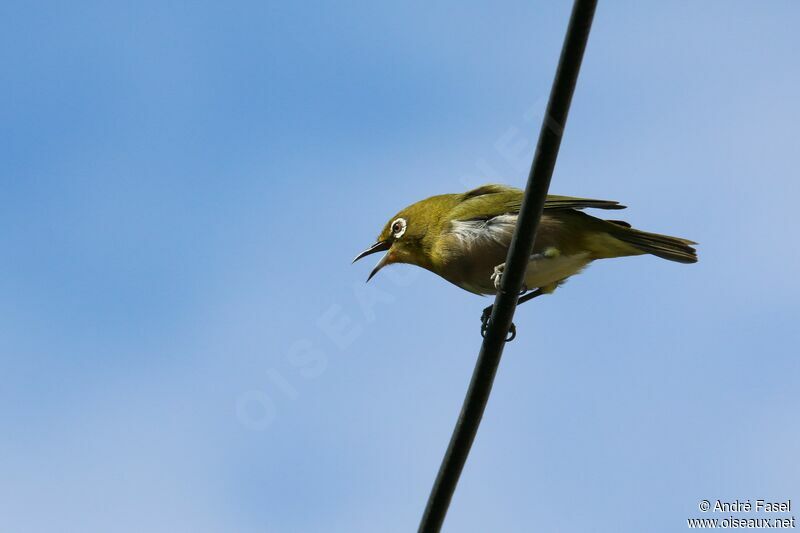 Warbling White-eye