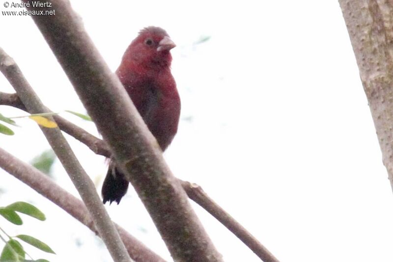 Bar-breasted Firefinch