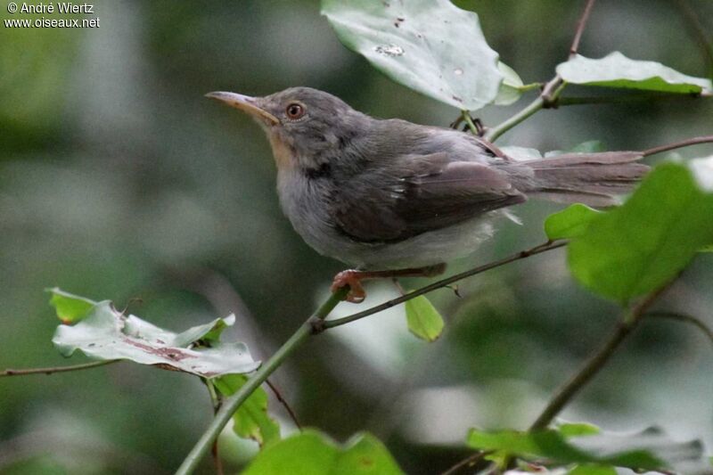 Apalis de Sharpeimmature