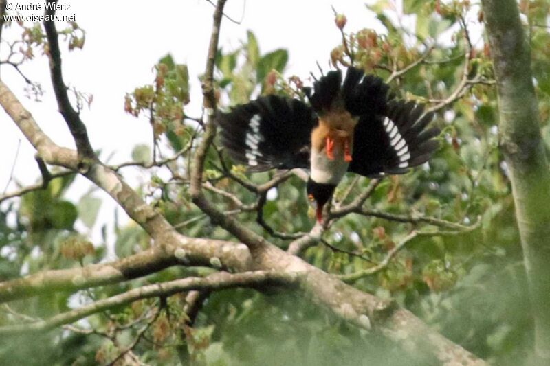 Red-billed Helmetshrike