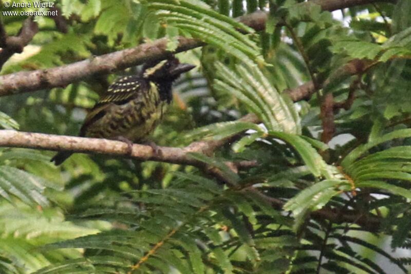 Yellow-spotted Barbet