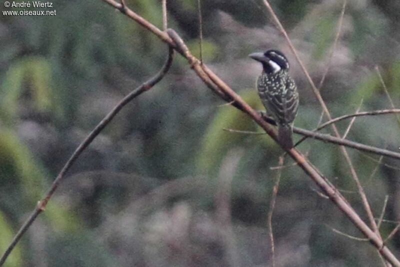 Hairy-breasted Barbet