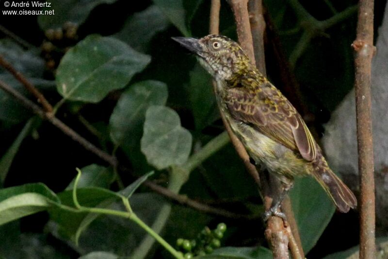 Speckled Tinkerbird