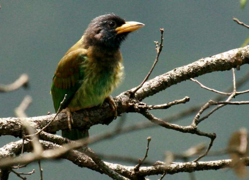 Great Barbet, identification