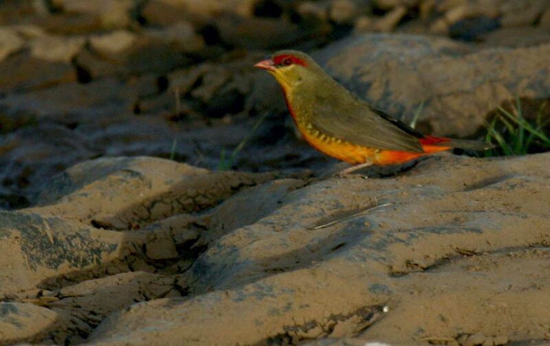 Orange-breasted Waxbill male, identification