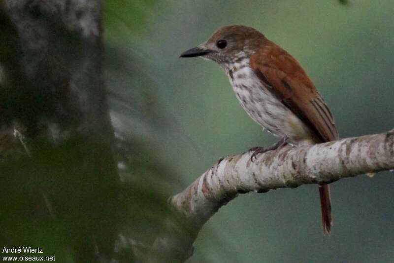 Bias écorcheur femelle, identification