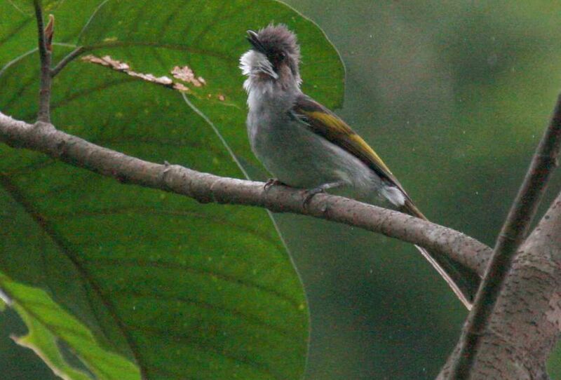 Bulbul à ailes vertes