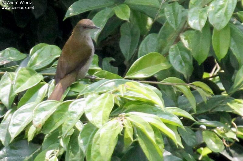 Bulbul à bec grêle