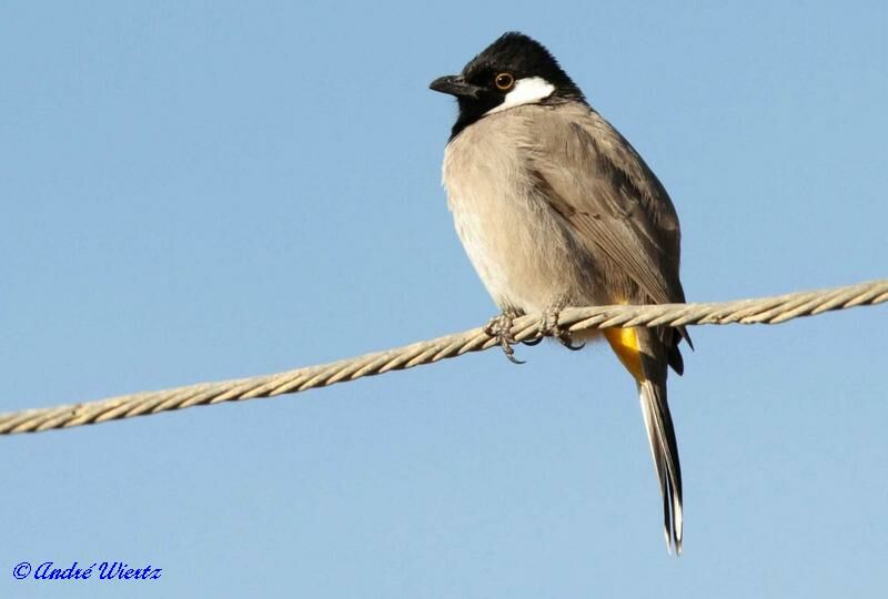 Bulbul à oreillons blancs