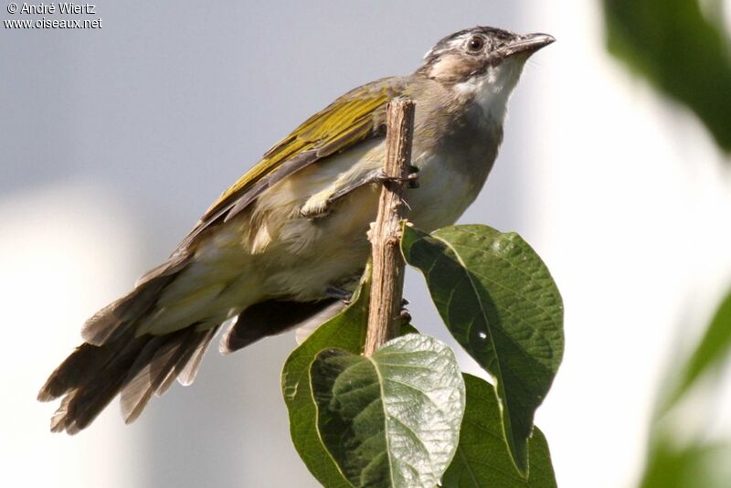 Light-vented Bulbul