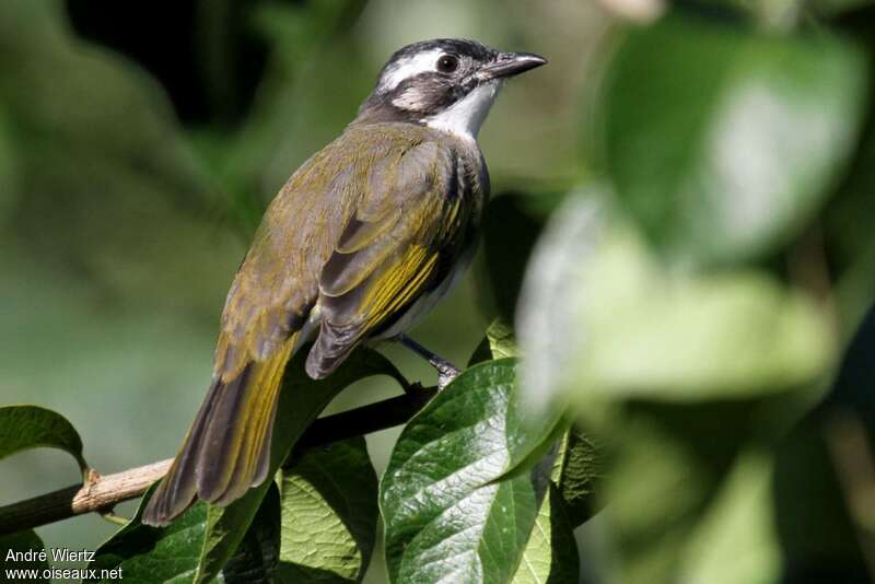 Light-vented Bulbuladult, identification