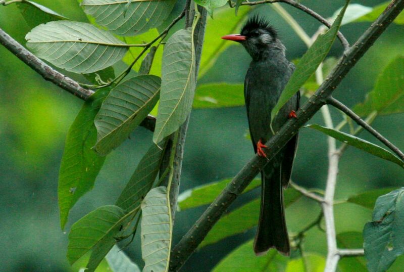 Bulbul noir