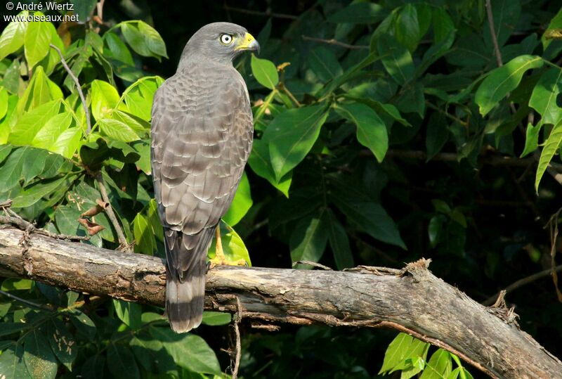 Roadside Hawk