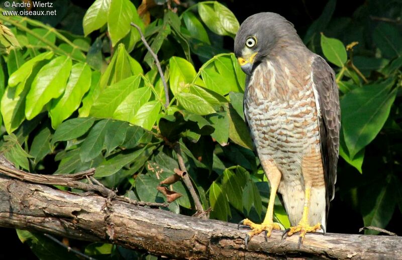 Roadside Hawk