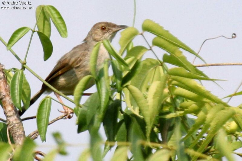 Whistling Cisticola