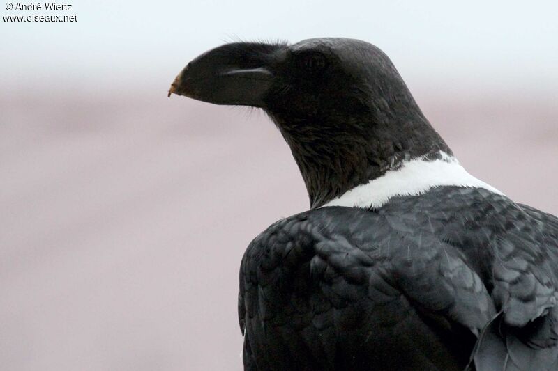 Corbeau à nuque blanche