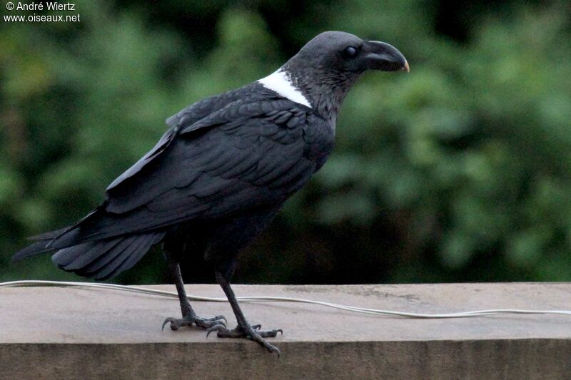 Corbeau à nuque blanche