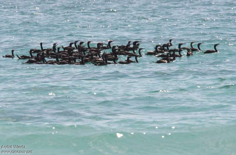 Cormoran de Socotra, Comportement