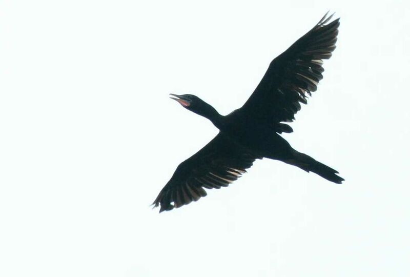 Little Cormorant, Flight