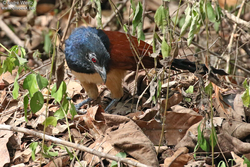 Coucal à ventre blanc