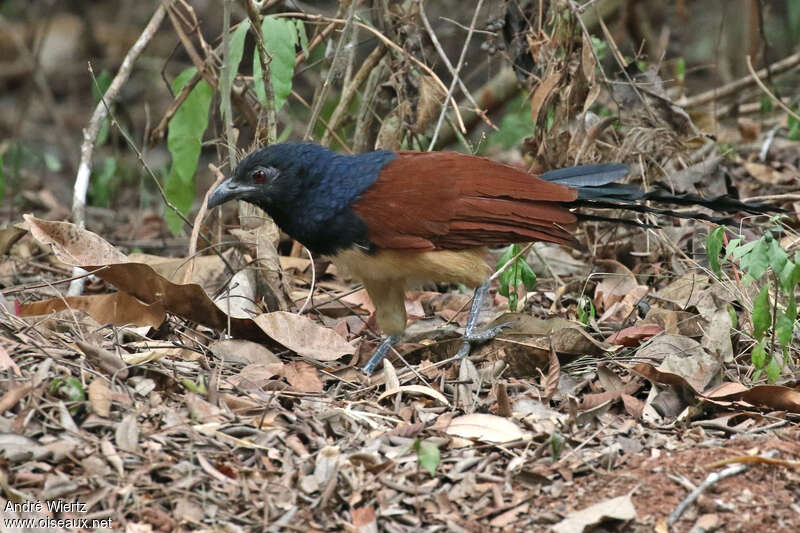 Coucal à ventre blanc