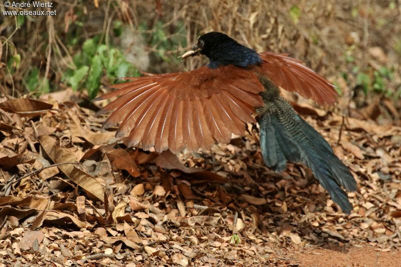 Coucal à ventre blanc