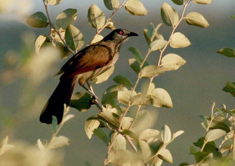 Brown Babbler