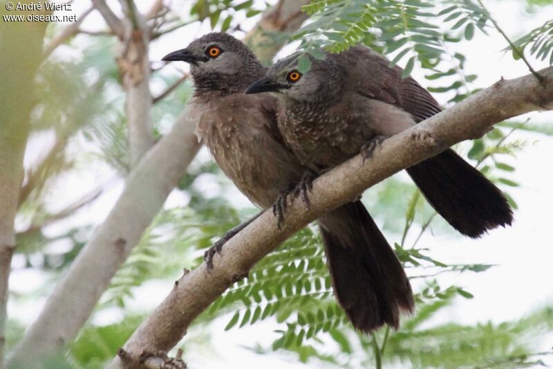 Brown Babbler