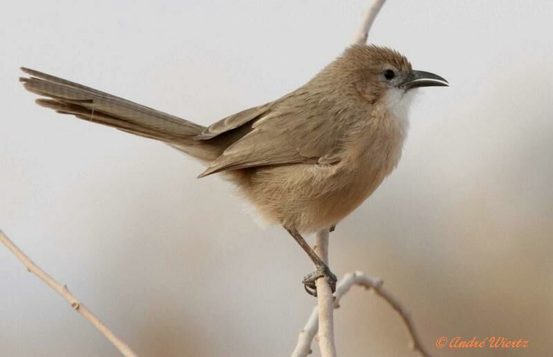 Iraq Babbler