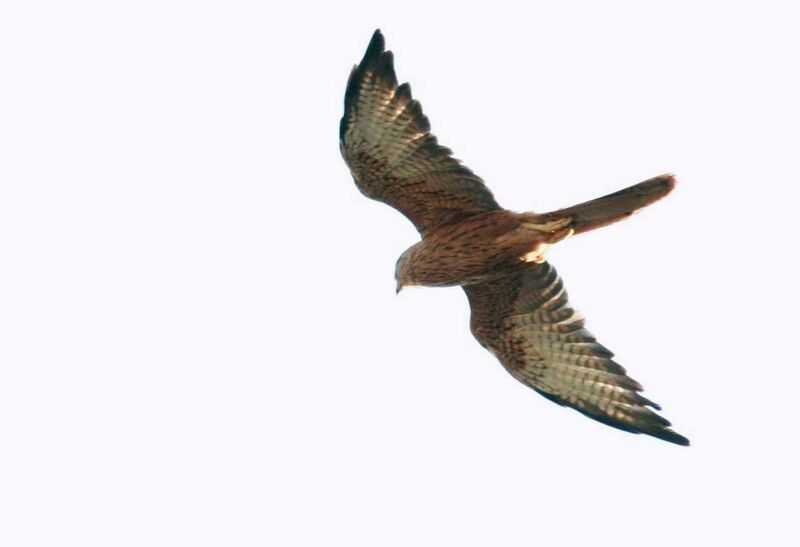 Fox Kestrel, Flight