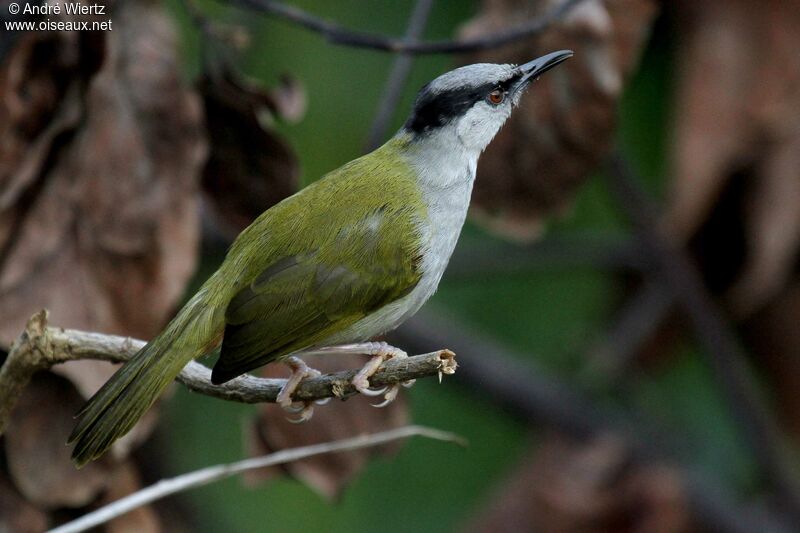 Grey-capped Warbler, identification