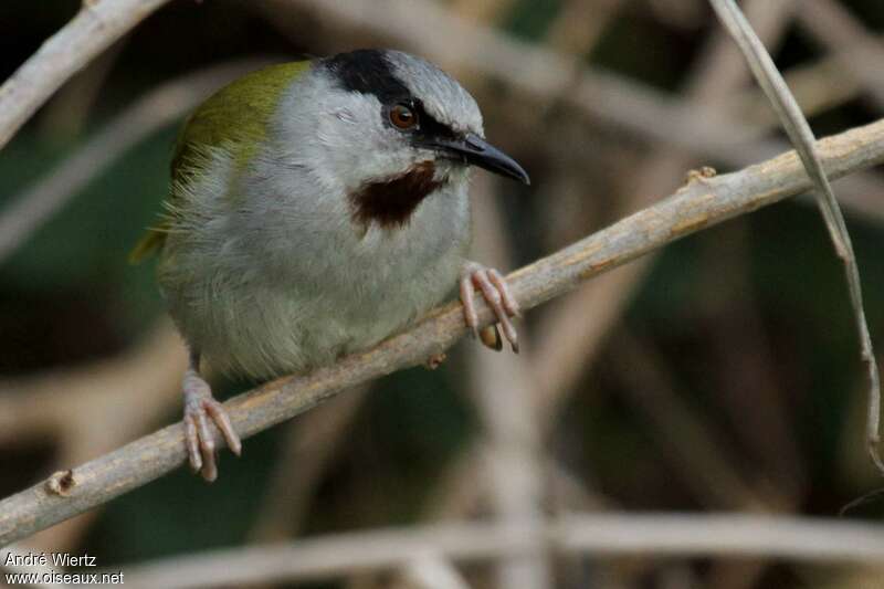 Grey-capped Warbleradult, close-up portrait