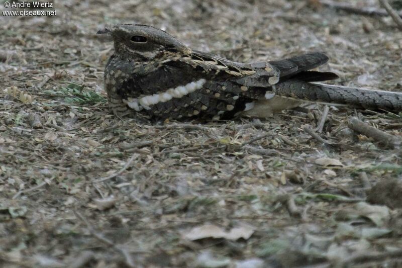 Long-tailed Nightjar