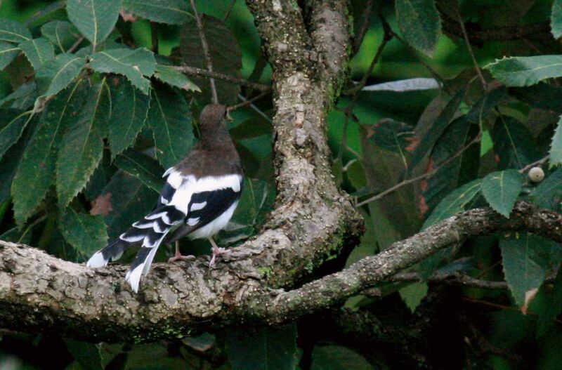 Spotted Forktailimmature