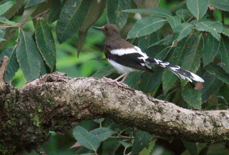 Spotted Forktail, identification