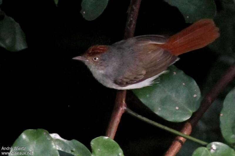 Chestnut-capped Flycatcher