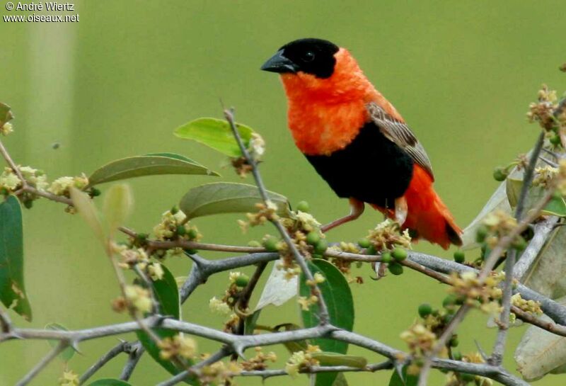 Northern Red Bishop male